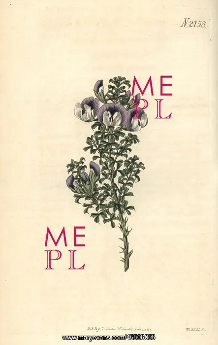 : Prickly psoralea, Psoralea aculeata : Prickly psoralea, Psoralea aculeata