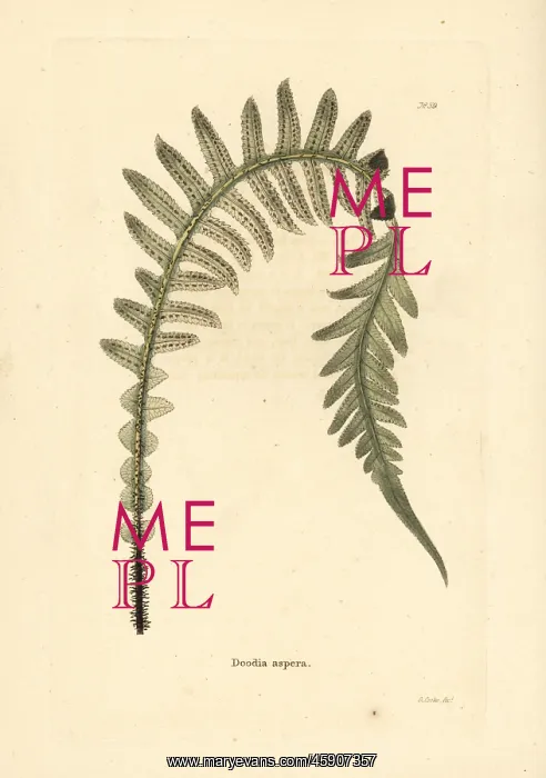: Prickly rasp fern, Doodia aspera : Prickly rasp fern, Doodia aspera
