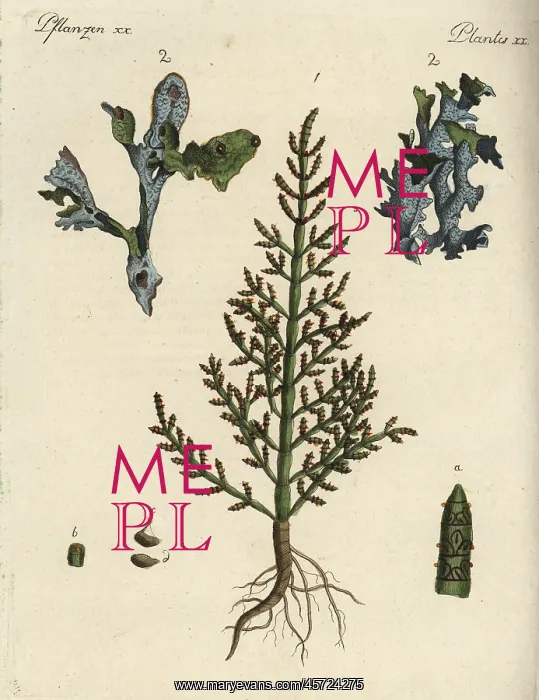 : Prickly saltwort and Iceland moss : Prickly saltwort and Iceland moss