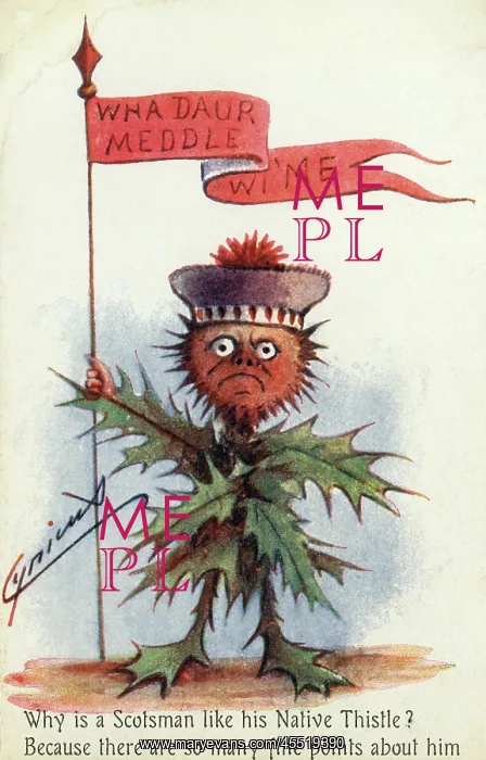 : A prickly Scotsman as a Native (Scottish) Thistle : A prickly Scotsman as a Native (Scottish) Thistle