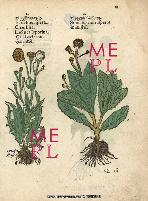 : Prickly sow-thistle, Sonchus asper, and smooth : Prickly sow-thistle, Sonchus asper, and smooth