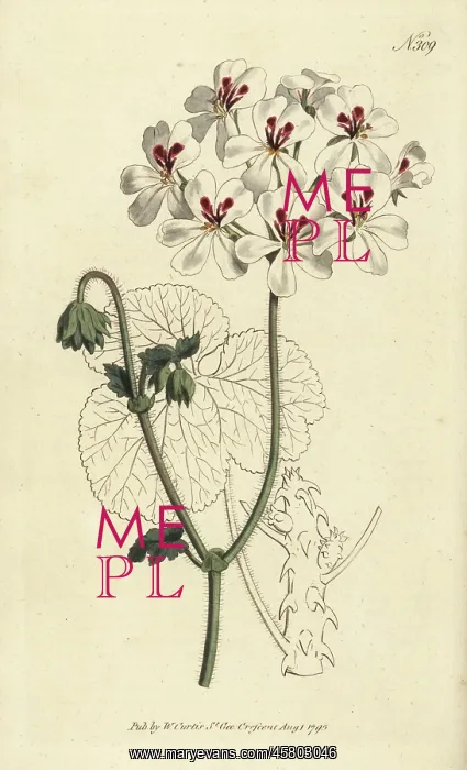 : Prickly-stalked geranium, Pelargonium echinatum : Prickly-stalked geranium, Pelargonium echinatum