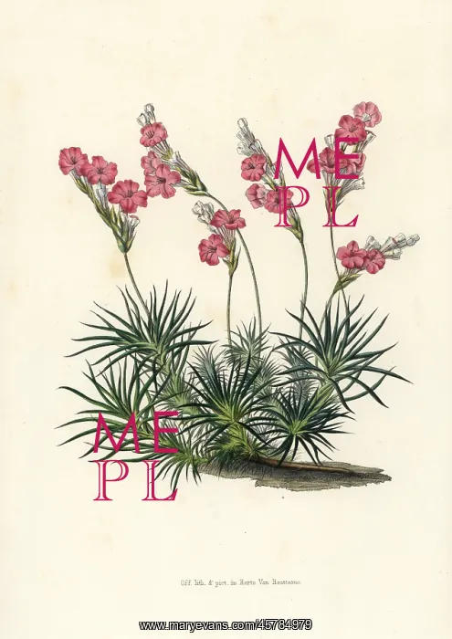: Prickly thrift, Acantholimon glumaceum : Prickly thrift, Acantholimon glumaceum