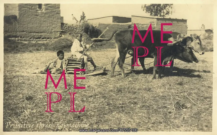 : Primitive ox-pulled threshing device : Primitive ox-pulled threshing device