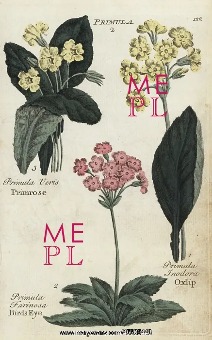 : Primrose, birds eye and oxlip : Primrose, birds eye and oxlip