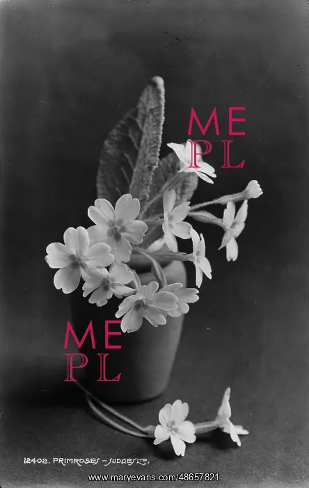 : Primrose in a Pot : Primrose in a Pot
