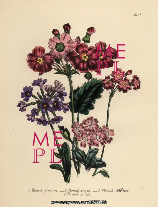 : Primrose or Primula species : Primrose or Primula species
