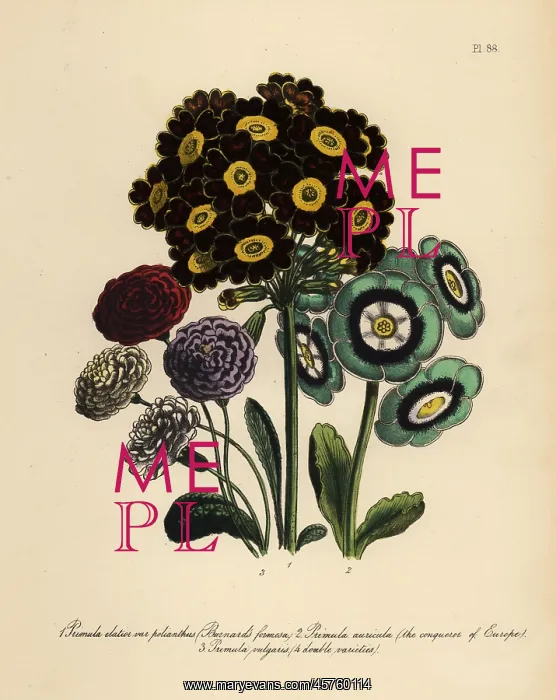 : Primrose or Primula varieties : Primrose or Primula varieties