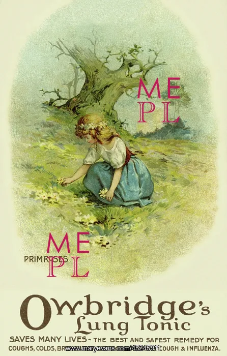 : Primroses. Owbridge's lung tonic advertising : Primroses. Owbridge's lung tonic advertising