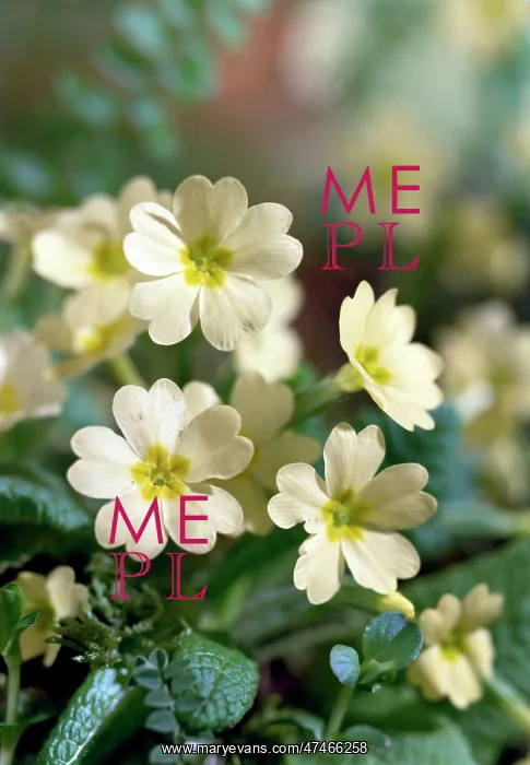  : Primroses