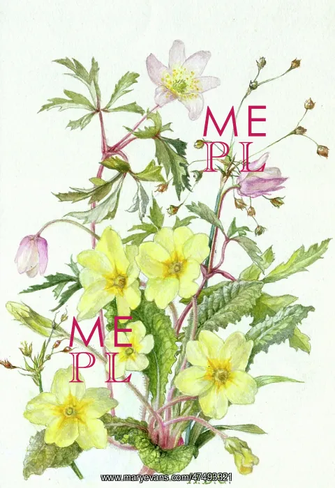  : Primroses and Anemones