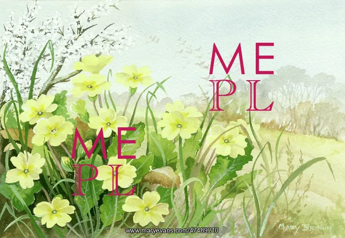 : Primroses and Blackthorn