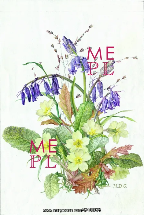  : Primroses and Bluebells