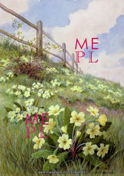  : Primroses ??on a grassy bank