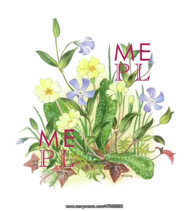  : Primroses and Periwinkles