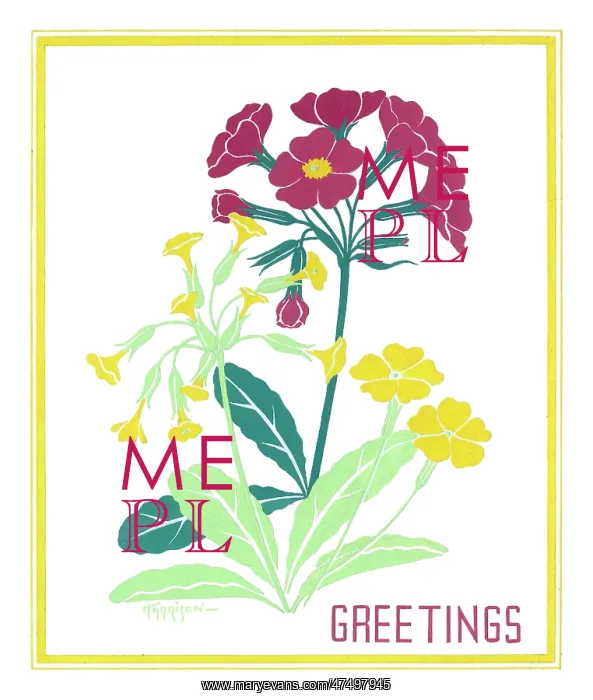: Primroses, polyanthus and cowslips : Primroses, polyanthus and cowslips