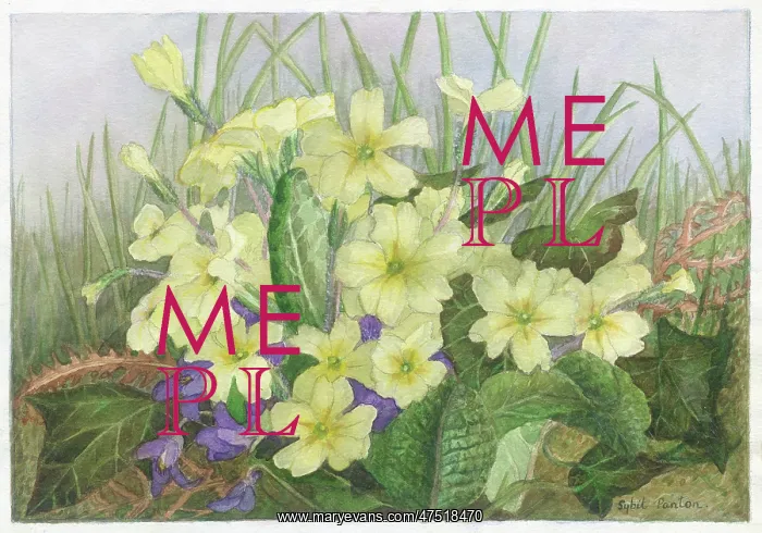  : Primroses and Violets