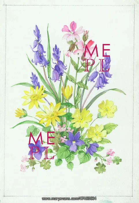  : Primroses, violets, bluebells, campion etc