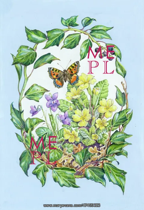 : Primroses, violets and butterfly in an oval of ivy : Primroses, violets and butterfly in an oval of ivy