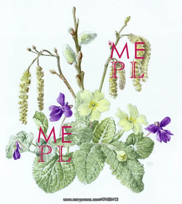  : Primroses, violets and catkins