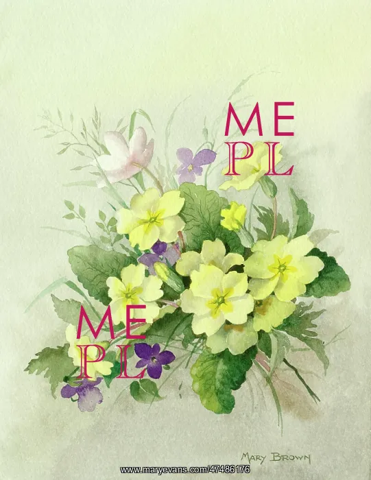  : Primroses, violets and windflower
