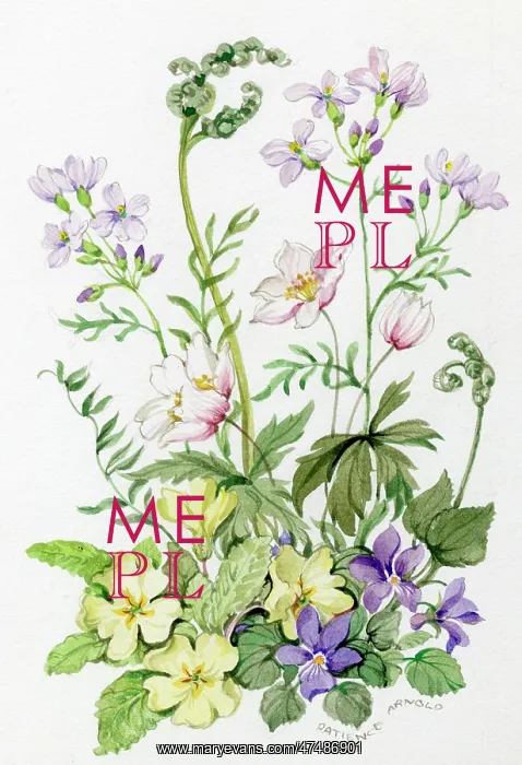  : Primroses, violets, windflowers and fern