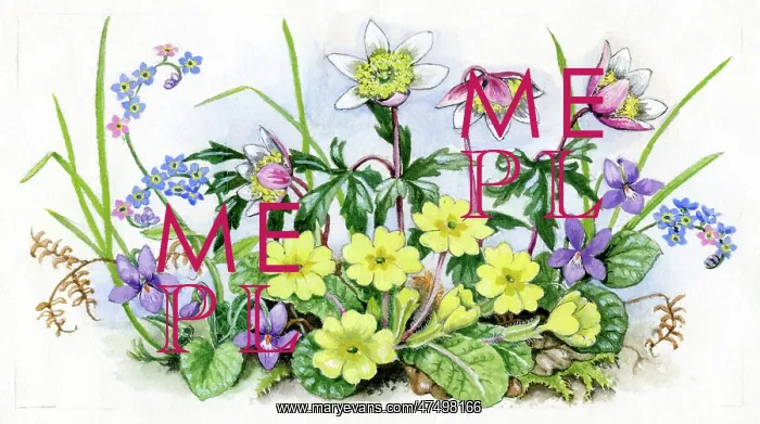 : Primroses, wind flowers, violets : Primroses, wind flowers, violets