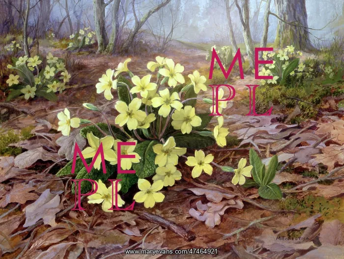  : Primroses ? in woodland