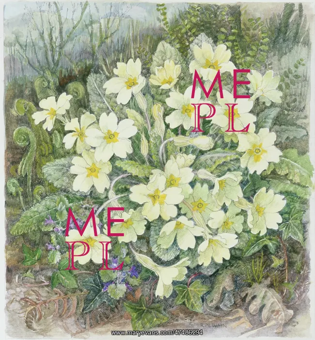  : Primroses in a Woodland Setting