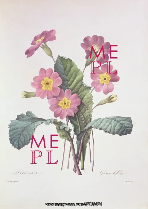 : Primula acaulis (vulgaris), common primrose : Primula acaulis (vulgaris), common primrose