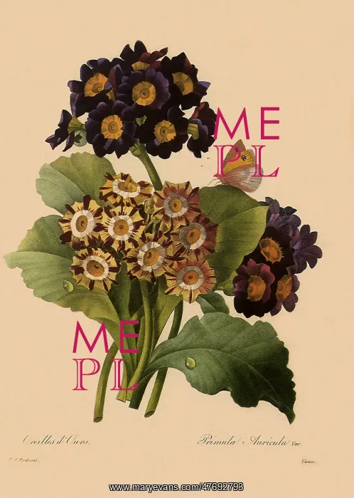 : Primula Auricula