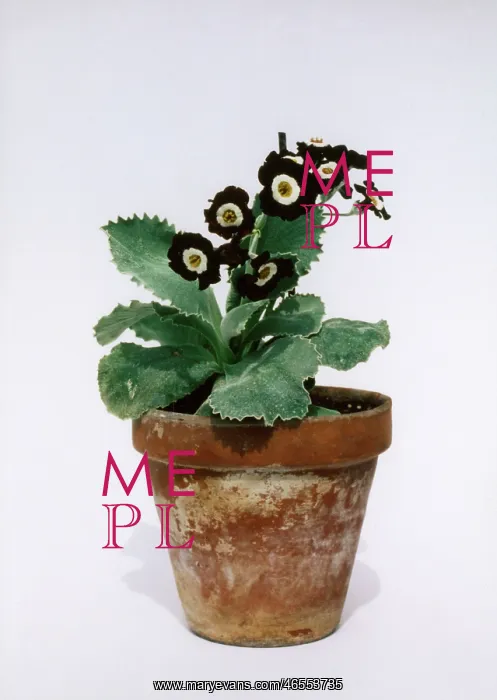 : Primula Auricula Hardy Amies : Primula Auricula Hardy Amies