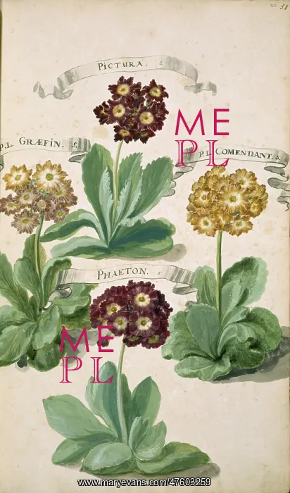 : Primula auricula, mountain cowslip : Primula auricula, mountain cowslip