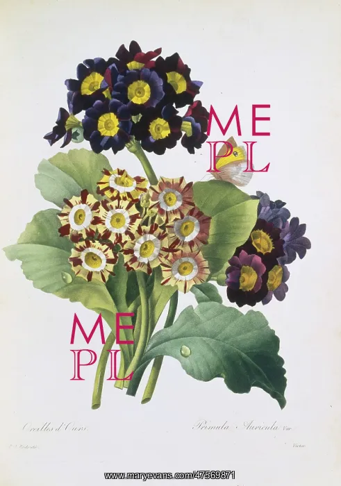 : Primula auricula, primrose : Primula auricula, primrose