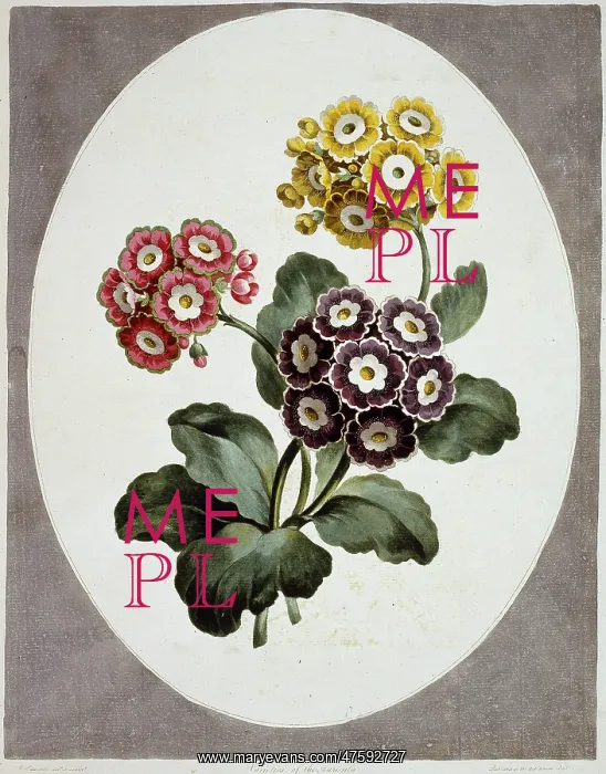 : Primula auricula, primrose : Primula auricula, primrose