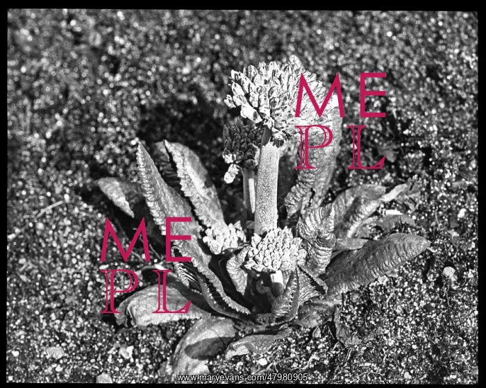 : Primula Denticulata (Drumstick or Himalayan Primrose) : Primula Denticulata (Drumstick or Himalayan Primrose)