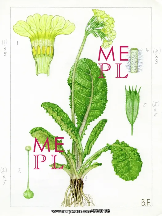 : Primula elatior - oxlip : Primula elatior - oxlip
