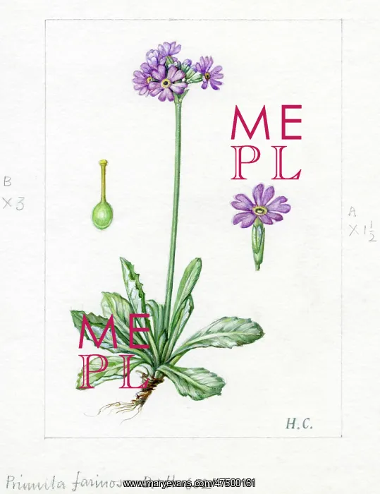 : Primula farinosa - bird's-eye primrose : Primula farinosa - bird's-eye primrose