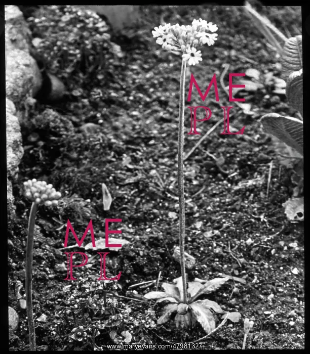 : Primula Farinosa (Bird's Eye Primrose) : Primula Farinosa (Bird's Eye Primrose)