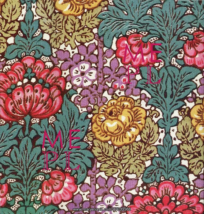 : Primula Floral : Primula Floral