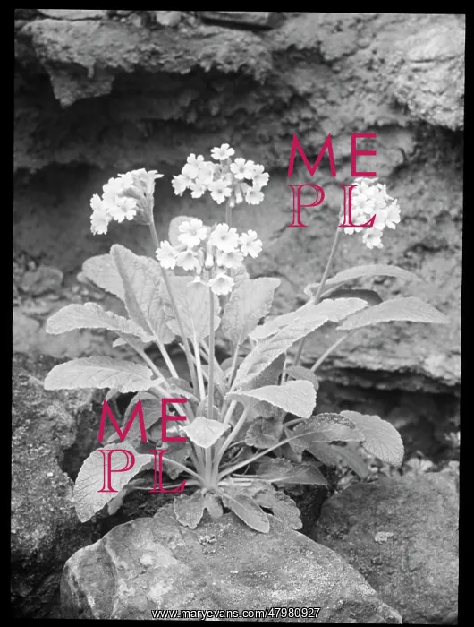 : Primula Forrestii (Forest Primrose) : Primula Forrestii (Forest Primrose)