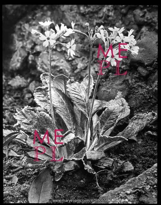 : Primula Frondosa (Leafy Primrose) : Primula Frondosa (Leafy Primrose)