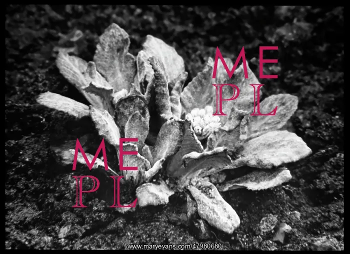 : Primula Frondosa (Leafy Primrose) : Primula Frondosa (Leafy Primrose)