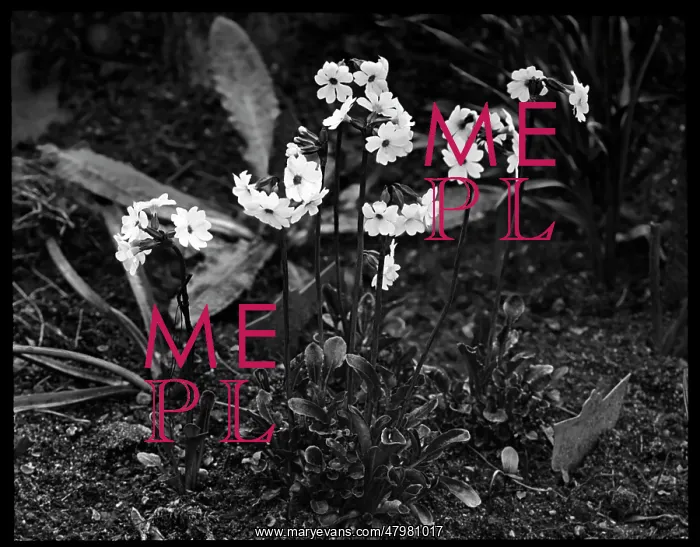: Primula Involucrata : Primula Involucrata