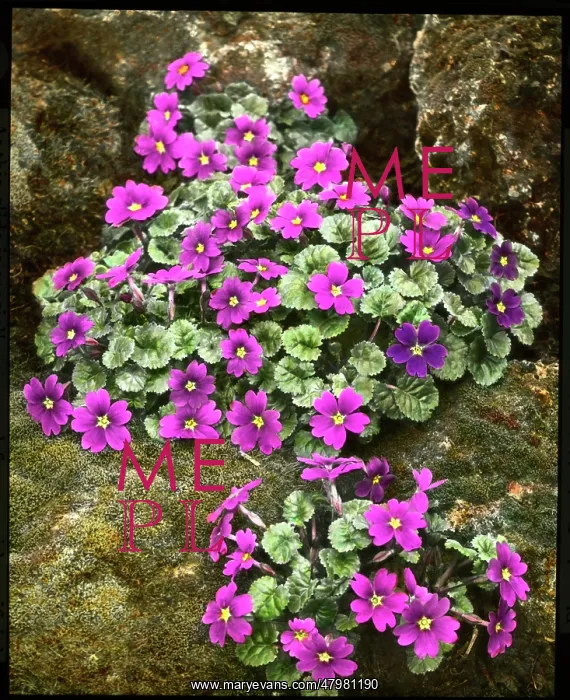 : Primula Juliae (Juliana Primrose) : Primula Juliae (Juliana Primrose)