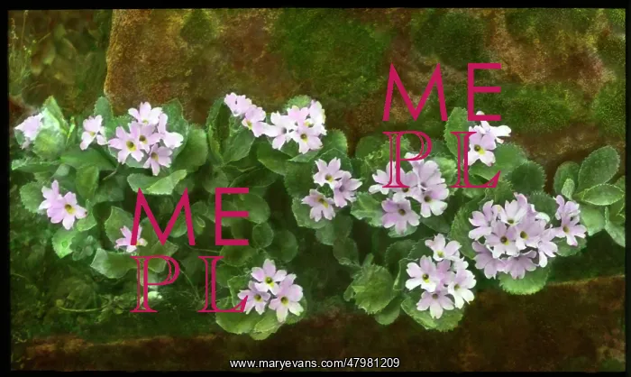 : Primula Marginata (Marginate or Silver Edged Primrose) : Primula Marginata (Marginate or Silver Edged Primrose)