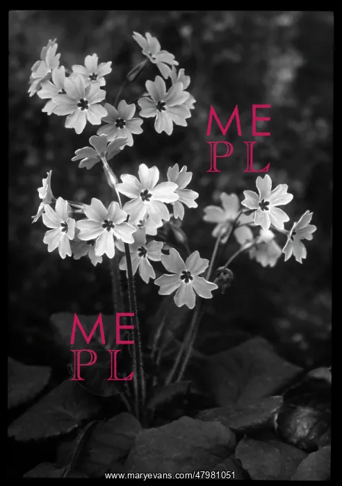 : Primula Megaseifolia : Primula Megaseifolia