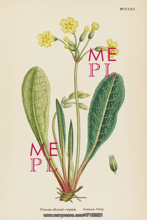  : PRIMULA OFFICINALI-VULGA