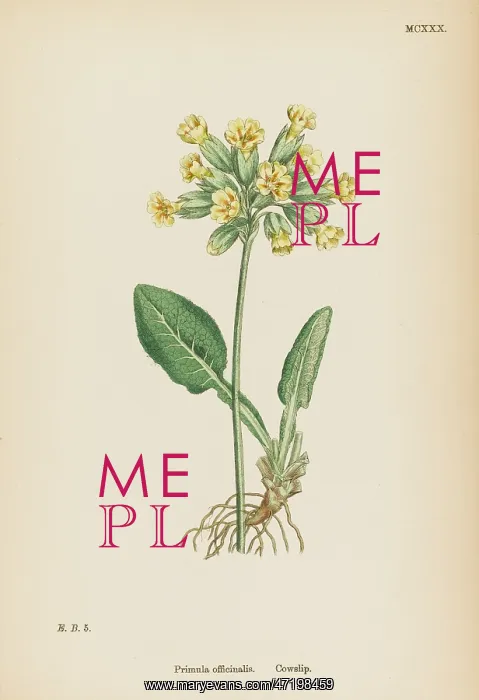  : PRIMULA OFFICINALIS