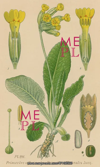  : PRIMULA OFFICINALIS